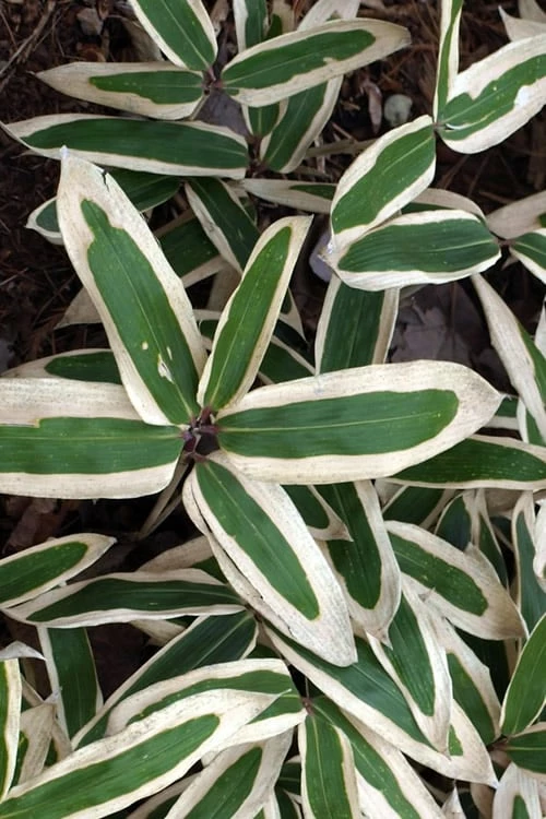 Kuma Zasa Dwarf Bamboo (Sasa Veitchii 'Kuma-Zasa') - 3 Gallon Pot 1 Kuma Zasa Dwarf Bamboo (Sasa Veitchii 'Kuma-Zasa') - 3 Gallon Pot