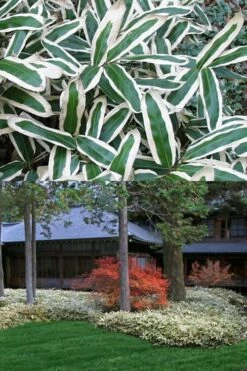 Kuma Zasa Dwarf Bamboo (Sasa Veitchii 'Kuma-Zasa') - 3 Gallon Pot 9 Kuma Zasa Dwarf Bamboo (Sasa Veitchii 'Kuma-Zasa') - 3 Gallon Pot -Wilson Bros Gardens Shop Bamboo Kuma Zasa 13