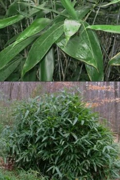 Latifolius Broadleaf Bamboo - Indocalamus Latifolius - 3 Gallon Pot -Wilson Bros Gardens Shop Bamboo Latifolius 500x750 1