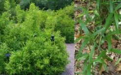 Macon Rivercane Bamboo - Arundinaria Gigantea 'Macon' - 3 Gallon Pot 7 Macon Rivercane Bamboo - Arundinaria Gigantea 'Macon' - 3 Gallon Pot -Wilson Bros Gardens Shop Bamboo Macon Rivercane 2