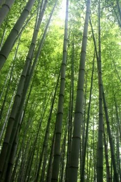 Madake Giant Japanese Timber Bamboo (Phyllostachys Bambusoides) - 2 Gallon Pot -Wilson Bros Gardens Shop Bamboo Madake 10 1