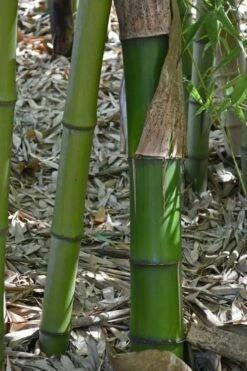 Madake Giant Japanese Timber Bamboo (Phyllostachys Bambusoides) - 2 Gallon Pot -Wilson Bros Gardens Shop Bamboo Madake 11 1