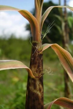Madake Giant Japanese Timber Bamboo (Phyllostachys Bambusoides) - 2 Gallon Pot -Wilson Bros Gardens Shop Bamboo Madake 13 1