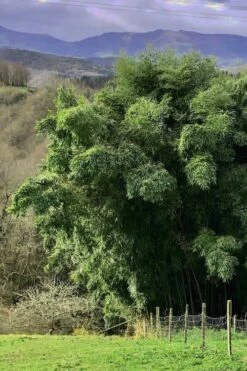 Madake Giant Japanese Timber Bamboo (Phyllostachys Bambusoides) - 2 Gallon Pot -Wilson Bros Gardens Shop Bamboo Madake 14 1