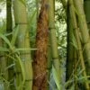Madake Giant Japanese Timber Bamboo (Phyllostachys Bambusoides) - 3 Gallon Pot (2-4')