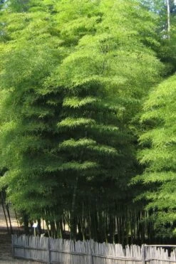 Moso Giant Bamboo (Phyllostachys Edulis 'Moso') - 3 Gallon Pot (4-6') 17 Moso Giant Bamboo (Phyllostachys Edulis 'Moso') - 3 Gallon Pot (4-6') -Wilson Bros Gardens Shop Bamboo Moso 10