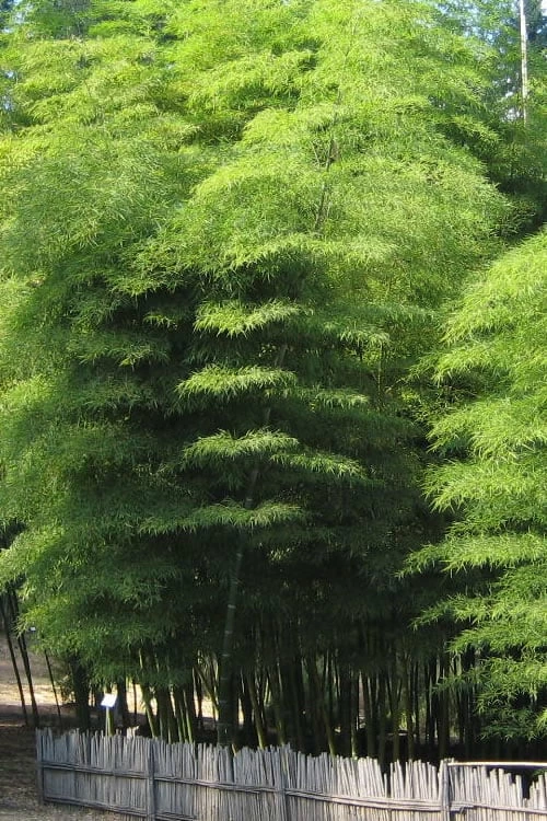 Moso Giant Bamboo (Phyllostachys Edulis 'Moso') - 3 Gallon Pot (4-6') 6 Moso Giant Bamboo (Phyllostachys Edulis 'Moso') - 3 Gallon Pot (4-6') - Image 6