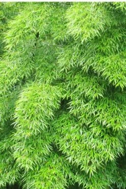 Moso Giant Bamboo (Phyllostachys Edulis 'Moso') - 3 Gallon Pot (2-4') 20 Moso Giant Bamboo (Phyllostachys Edulis 'Moso') - 3 Gallon Pot (2-4') -Wilson Bros Gardens Shop Bamboo Moso 11 1