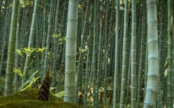 Moso Giant Bamboo (Phyllostachys Edulis 'Moso') - 3 Gallon Pot (2-4') 16 Moso Giant Bamboo (Phyllostachys Edulis 'Moso') - 3 Gallon Pot (2-4') -Wilson Bros Gardens Shop Bamboo Moso 24 1