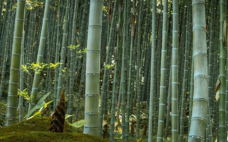 Moso Giant Bamboo (Phyllostachys Edulis 'Moso') - 3 Gallon Pot (2-4') 5 Moso Giant Bamboo (Phyllostachys Edulis 'Moso') - 3 Gallon Pot (2-4') - Image 5