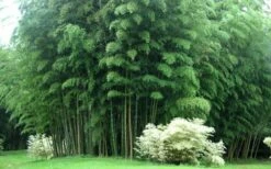 Moso Giant Bamboo (Phyllostachys Edulis 'Moso') - 3 Gallon Pot (4-6') 19 Moso Giant Bamboo (Phyllostachys Edulis 'Moso') - 3 Gallon Pot (4-6') -Wilson Bros Gardens Shop Bamboo Moso 3