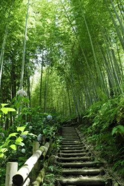 Moso Giant Bamboo (Phyllostachys Edulis 'Moso') - 3 Gallon Pot (2-4') 22 Moso Giant Bamboo (Phyllostachys Edulis 'Moso') - 3 Gallon Pot (2-4') -Wilson Bros Gardens Shop Bamboo Moso 9 1