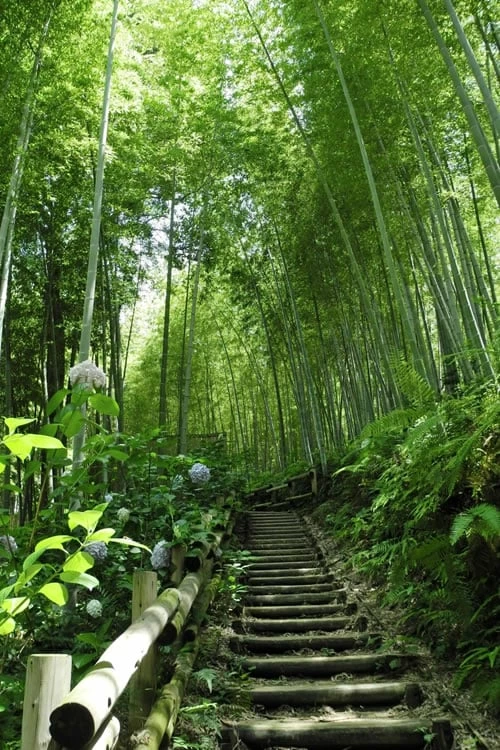 Moso Giant Bamboo (Phyllostachys Edulis 'Moso') - 3 Gallon Pot (4-6') 11 Moso Giant Bamboo (Phyllostachys Edulis 'Moso') - 3 Gallon Pot (4-6') - Image 11