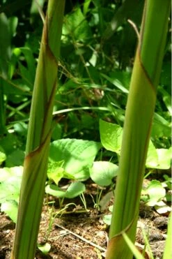 Red Margin Bamboo - Phyllostachys Rubromarginata - 3 Gallon Pot (2-4' HT) 11 Red Margin Bamboo - Phyllostachys Rubromarginata - 3 Gallon Pot (2-4' HT) -Wilson Bros Gardens Shop Bamboo Red Margin 11 1