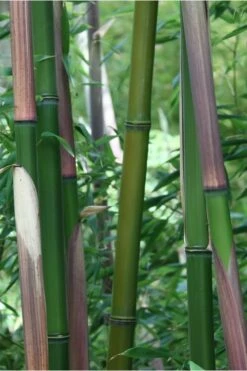 Red Margin Bamboo - Phyllostachys Rubromarginata - 3 Gallon Pot (2-4' HT) 9 Red Margin Bamboo - Phyllostachys Rubromarginata - 3 Gallon Pot (2-4' HT) -Wilson Bros Gardens Shop Bamboo Red Margin 500x750 2