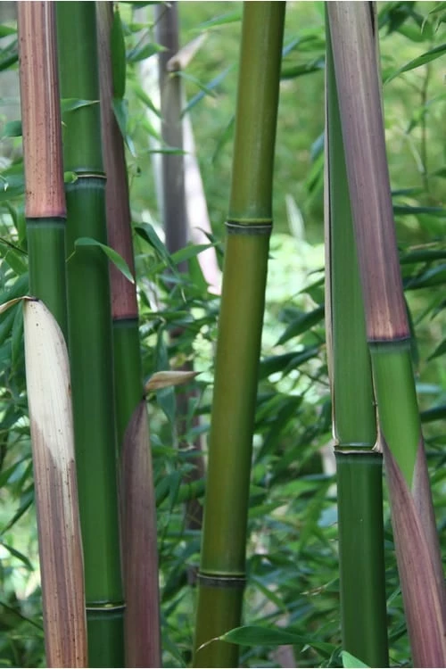 Red Margin Bamboo - Phyllostachys Rubromarginata - 3 Gallon Pot (2-4' HT) 4 Red Margin Bamboo - Phyllostachys Rubromarginata - 3 Gallon Pot (2-4' HT) - Image 4
