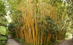 Robert Young Golden Bamboo (Phyllostachys Viridis 'Robert Young') - 3 Gallon Pot (4-6'+) 9 Robert Young Golden Bamboo (Phyllostachys Viridis 'Robert Young') - 3 Gallon Pot (4-6'+) -Wilson Bros Gardens Shop Bamboo Robert Young 1 1
