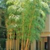 Robert Young Golden Bamboo (Phyllostachys Viridis 'Robert Young') - 3 Gallon Pot (4-6'+)