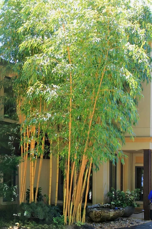 Robert Young Golden Bamboo (Phyllostachys Viridis 'Robert Young') - 3 Gallon Pot (4-6'+) 1 Robert Young Golden Bamboo (Phyllostachys Viridis 'Robert Young') - 3 Gallon Pot (4-6'+)