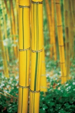 Robert Young Golden Bamboo (Phyllostachys Viridis 'Robert Young') - 3 Gallon Pot (4-6'+) 11 Robert Young Golden Bamboo (Phyllostachys Viridis 'Robert Young') - 3 Gallon Pot (4-6'+) -Wilson Bros Gardens Shop Bamboo Robert Young 9 1