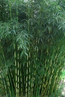 Robust Bamboo - Fargesia Robusta - 1 Gallon Pot