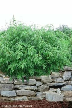 Dragons Head Bamboo (Fargesia Dracocephala 'Rufa') - 5 Gallon Pot