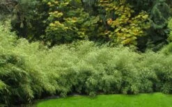 Dragons Head Bamboo - Fargesia Dracocephala 'Rufa' - 1 Gallon Pot 11 Dragons Head Bamboo - Fargesia Dracocephala 'Rufa' - 1 Gallon Pot -Wilson Bros Gardens Shop Bamboo Rufa Hedge 1 1