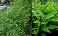 Ruscus Bamboo (Shibataea Kumasaca) - 1 Gallon Pot -Wilson Bros Gardens Shop Bamboo Ruscus 1