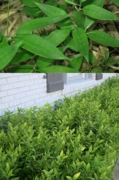 Ruscus Bamboo (Shibataea Kumasaca) - 1 Gallon Pot -Wilson Bros Gardens Shop Bamboo Ruscus 500x750 1