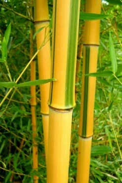 Green Groove Golden Bamboo - Phyllostachys Aureosulcata 'Spectabilis' - 3 Gallon Pot (2-4') -Wilson Bros Gardens Shop Bamboo Spectabilis 13