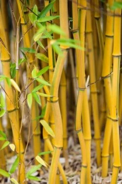 Green Groove Golden Bamboo - Phyllostachys Aureosulcata 'Spectabilis' - 3 Gallon Pot (2-4') -Wilson Bros Gardens Shop Bamboo Spectabilis 17