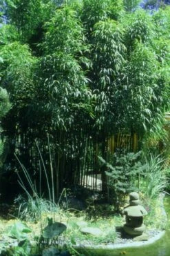 Golden Square Stem Bamboo (Chimonobambusa Quadrangularis 'Suow') - 3 Gallon Pot -Wilson Bros Gardens Shop Bamboo Square 4 1