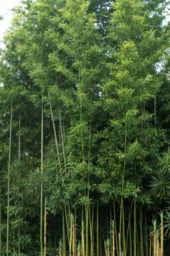 Temple Bamboo (Semiarundinaria Fastuosa) - 3 Gallon Pot (4-6'+) 13 Temple Bamboo (Semiarundinaria Fastuosa) - 3 Gallon Pot (4-6'+) -Wilson Bros Gardens Shop Bamboo Temple 20