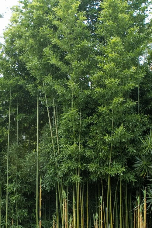 Temple Bamboo (Semiarundinaria Fastuosa) - 3 Gallon Pot (4-6'+) 7 Temple Bamboo (Semiarundinaria Fastuosa) - 3 Gallon Pot (4-6'+) - Image 7