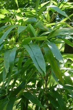 Temple Bamboo (Semiarundinaria Fastuosa) - 3 Gallon Pot (2-4') 11 Temple Bamboo (Semiarundinaria Fastuosa) - 3 Gallon Pot (2-4') -Wilson Bros Gardens Shop Bamboo Temple 6 1