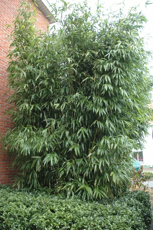 Temple Bamboo (Semiarundinaria Fastuosa) - 3 Gallon Pot (2-4') 6 Temple Bamboo (Semiarundinaria Fastuosa) - 3 Gallon Pot (2-4') - Image 6