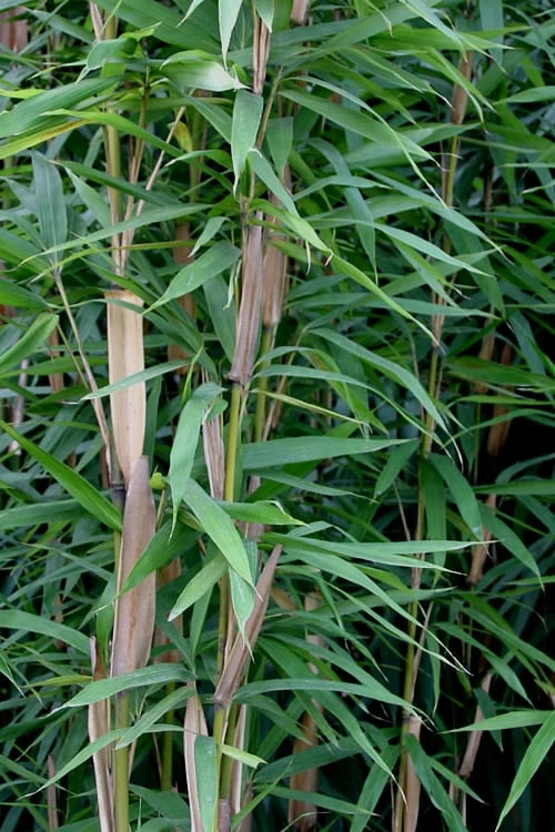 Tonkin Cane Tea Stick Bamboo - Pseudosasa Amabilis - 3 Gallon Pot 5 Tonkin Cane Tea Stick Bamboo - Pseudosasa Amabilis - 3 Gallon Pot - Image 5