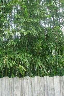 Tonkin Cane Tea Stick Bamboo - Pseudosasa Amabilis - 3 Gallon Pot
