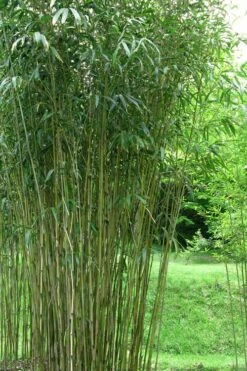 Tonkin Cane Tea Stick Bamboo - Pseudosasa Amabilis - 3 Gallon Pot 9 Tonkin Cane Tea Stick Bamboo - Pseudosasa Amabilis - 3 Gallon Pot -Wilson Bros Gardens Shop Bamboo Tonkin Cane 21