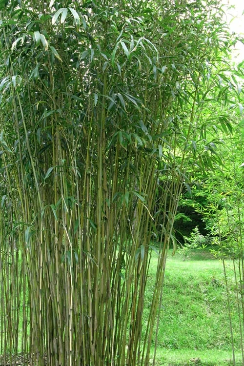 Tonkin Cane Tea Stick Bamboo - Pseudosasa Amabilis - 3 Gallon Pot 4 Tonkin Cane Tea Stick Bamboo - Pseudosasa Amabilis - 3 Gallon Pot - Image 4