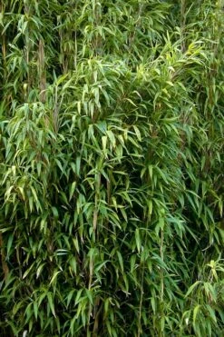 Tonkin Cane Tea Stick Bamboo - Pseudosasa Amabilis - 3 Gallon Pot 11 Tonkin Cane Tea Stick Bamboo - Pseudosasa Amabilis - 3 Gallon Pot -Wilson Bros Gardens Shop Bamboo Tonkin Cane 3