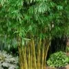 Asian Lemon Bamboo (Bambusa Eutuldoides 'Viridivittata') - 3 Gallon Pot