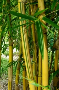 Asian Lemon Bamboo (Bambusa Eutuldoides 'Viridivittata') - 3 Gallon Pot -Wilson Bros Gardens Shop Bamboo Viridivittata 3