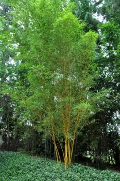 Asian Lemon Bamboo (Bambusa Eutuldoides 'Viridivittata') - 3 Gallon Pot -Wilson Bros Gardens Shop Bamboo Viridivittata 5