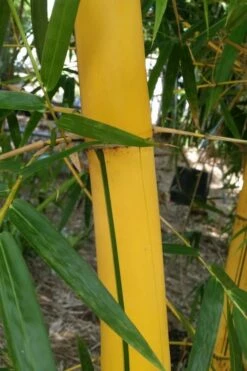 Asian Lemon Bamboo (Bambusa Eutuldoides 'Viridivittata') - 3 Gallon Pot -Wilson Bros Gardens Shop Bamboo Viridivittata 6