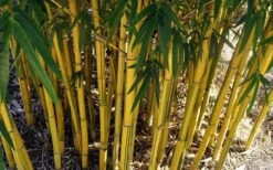 Asian Lemon Bamboo (Bambusa Eutuldoides 'Viridivittata') - 3 Gallon Pot -Wilson Bros Gardens Shop Bamboo Viridivittata 7