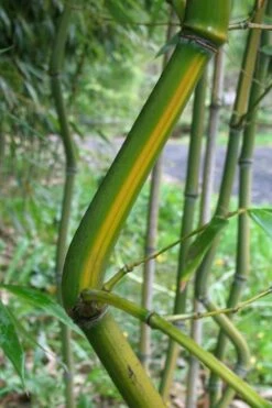 Yellow Groove Bamboo (Phyllostachys Aureosulcata) - 3 Gallon Pot (4-6'+) 9 Yellow Groove Bamboo (Phyllostachys Aureosulcata) - 3 Gallon Pot (4-6'+) -Wilson Bros Gardens Shop Bamboo Yellow Groove 11