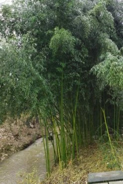 Yellow Groove Bamboo (Phyllostachys Aureosulcata) - 3 Gallon Pot (4-6'+) 11 Yellow Groove Bamboo (Phyllostachys Aureosulcata) - 3 Gallon Pot (4-6'+) -Wilson Bros Gardens Shop Bamboo Yellow Groove 13