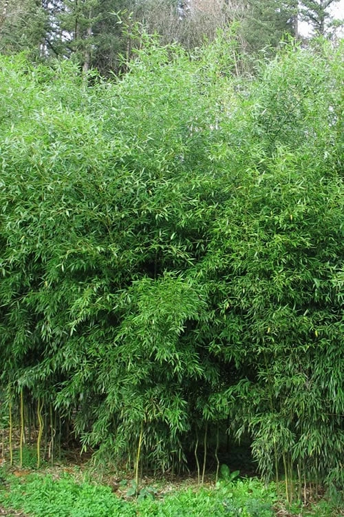 Yellow Groove Bamboo (Phyllostachys Aureosulcata) - 3 Gallon Pot (4-6'+) 1 Yellow Groove Bamboo (Phyllostachys Aureosulcata) - 3 Gallon Pot (4-6'+)