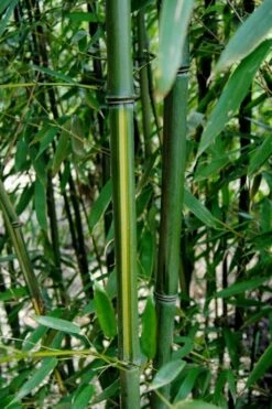 Yellow Groove Bamboo (Phyllostachys Aureosulcata) - 3 Gallon Pot (4-6'+) 10 Yellow Groove Bamboo (Phyllostachys Aureosulcata) - 3 Gallon Pot (4-6'+) -Wilson Bros Gardens Shop Bamboo Yellow Groove 9